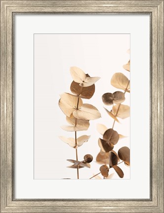 Framed Eucalyptus Gold No 1 Print