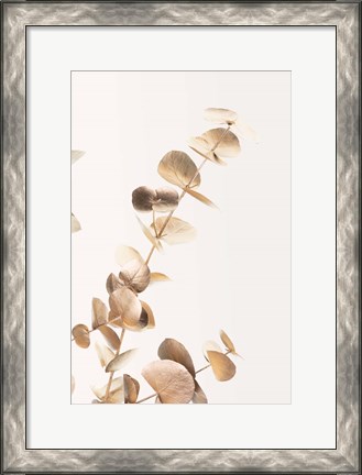 Framed Eucalyptus Gold No 3 Print