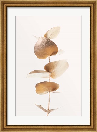 Framed Eucalyptus Gold No 6 Print
