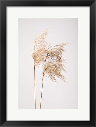 Framed Reed Grass Grey 2 Print
