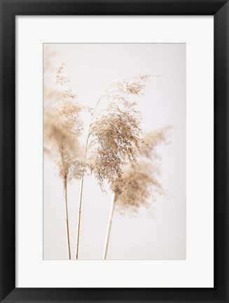 Framed Reed Grass Grey 9 Print