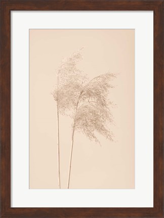 Framed Reed Grass Beige 2 Print