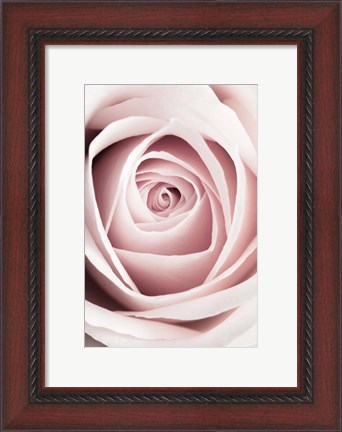 Framed Pink Rose No 1 Print