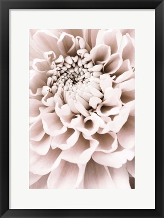 Framed Chrysanthemum No 1 Print