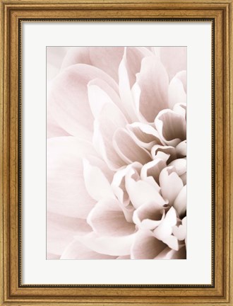 Framed Chrysanthemum No 2 Print