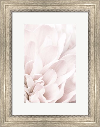 Framed Chrysanthemum No 4 Print