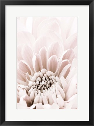 Framed Chrysanthemum No 6 Print
