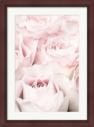 Framed Pink Roses 5 Print