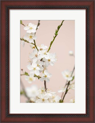 Framed Cherry Tree Flowers Print