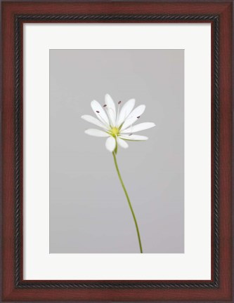 Framed Small White Flower 1 Print