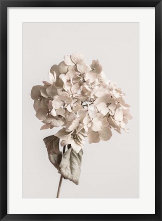 Framed Beige Dried flower Print