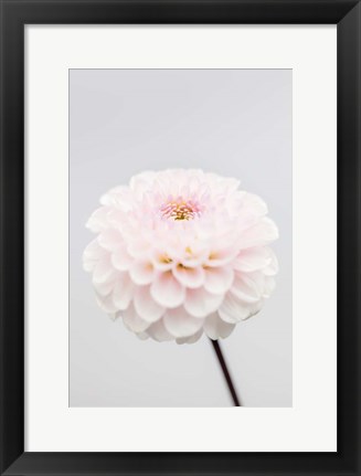 Framed Pink Flower No 3 Print