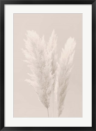 Framed Pampas Grass 2 Print