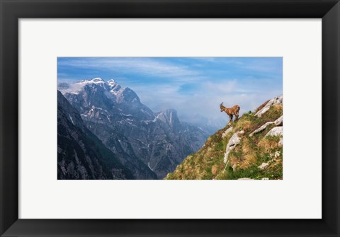 Framed Alpine Ibex in the Mountains Print