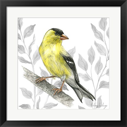 Framed Backyard Birds III-Goldfinch I Print