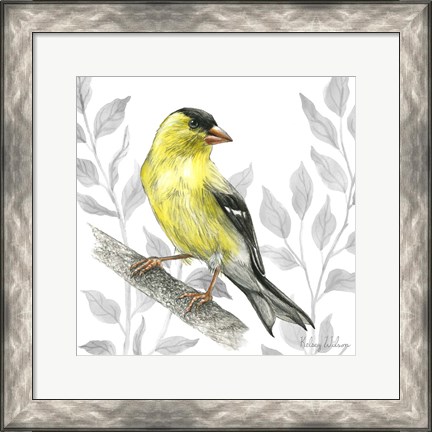 Framed Backyard Birds III-Goldfinch I Print