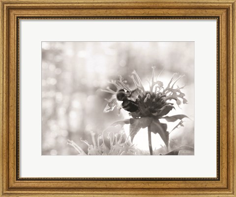 Framed Wild Flowers II Print