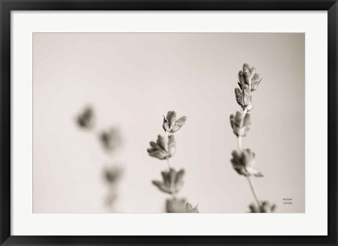 Framed Lavender Study Print