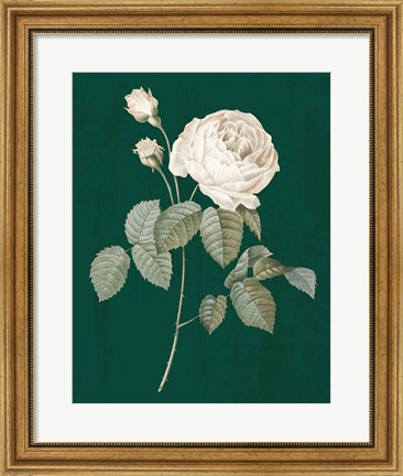 Framed White Roses on Green II Print