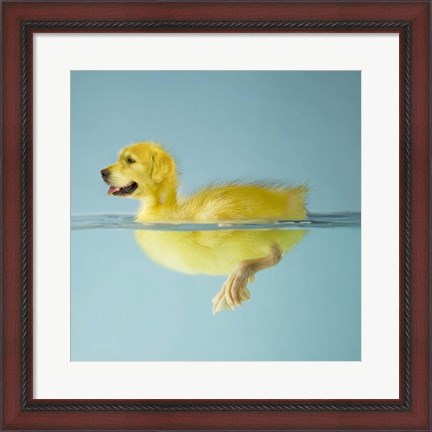 Framed Dog Duck Print