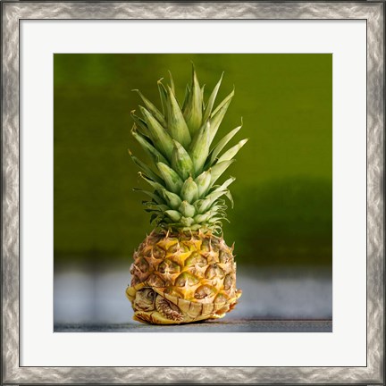 Framed PineappleTurtle Print
