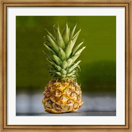 Framed PineappleTurtle Print