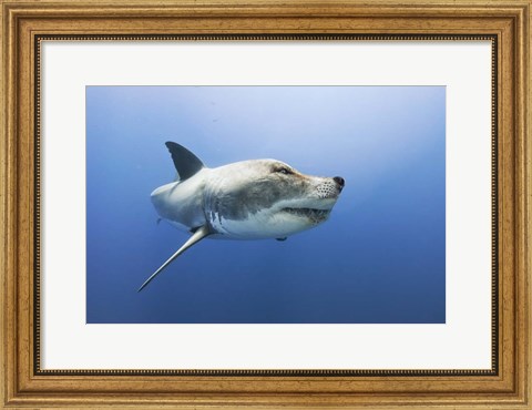 Framed Wolfshark Print