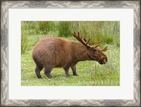 Framed Capybaroose Print