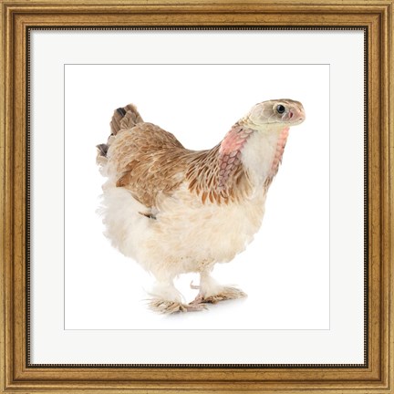 Framed Cobrachicken Print