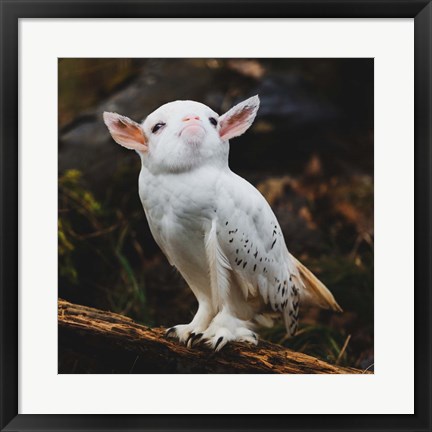 Framed Racoonbird Print
