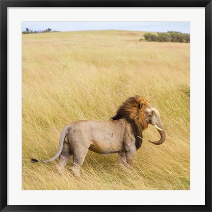 Framed Lionephant Print