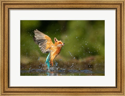 Framed Kingfisher Print