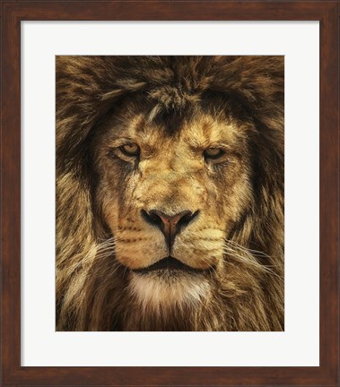 Framed Lion King Print