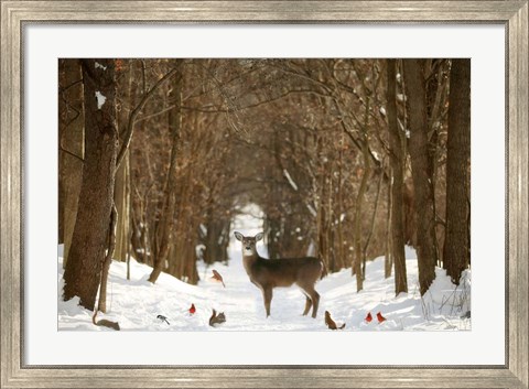 Framed Forest of Snow White Print