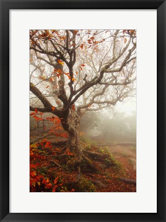 Framed Tree of Seasons Print