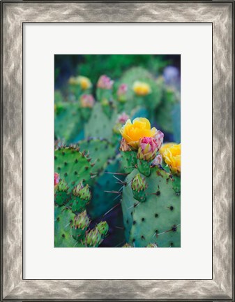 Framed Spring Cacti No. 1 Print