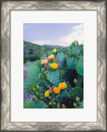 Framed Spring Cacti No. 2 Print