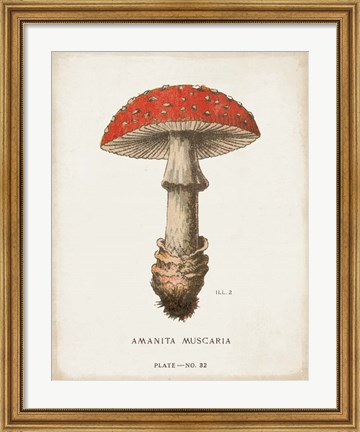 Framed Mushroom Study II Print