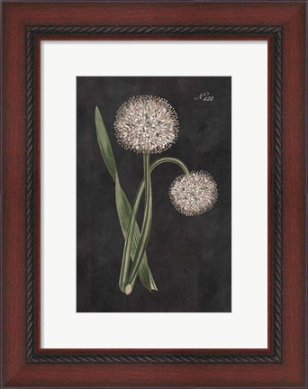 Framed Allium II on Black Print