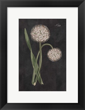 Framed Allium II on Black Print