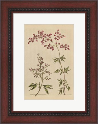 Framed Herbal Botanical I Crop III Print