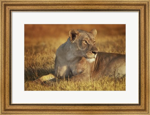 Framed Lioness Sunning Print