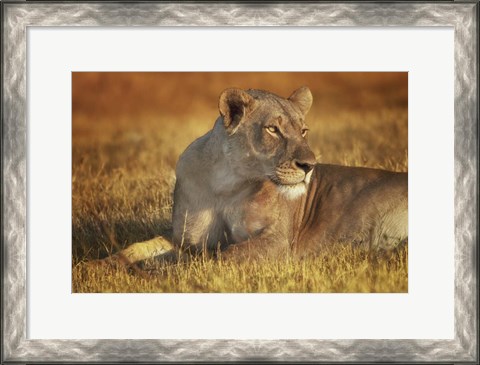 Framed Lioness Sunning Print