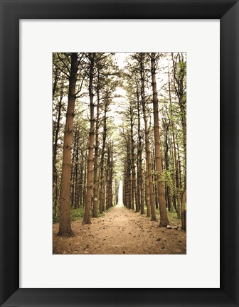 Framed In the Pines I Print