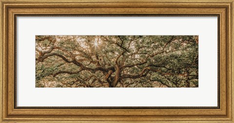 Framed Low Country Oaks I Print