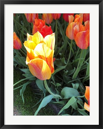Framed Tulip Time Print