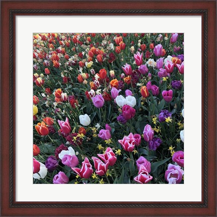Framed Tulips! Tulips! Print