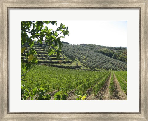 Framed Tuscan Hills Print