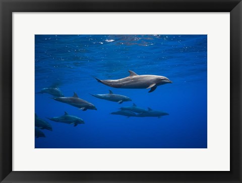 Framed Dolphins Print