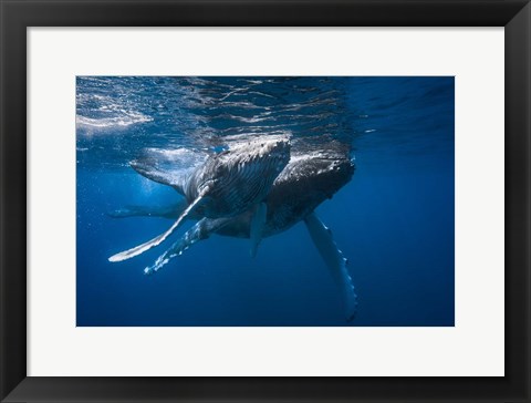 Framed Humpback Whale Print